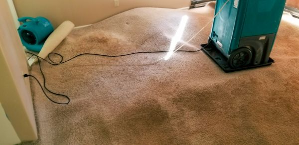 Cost of Carpet Water Extraction in Estero
